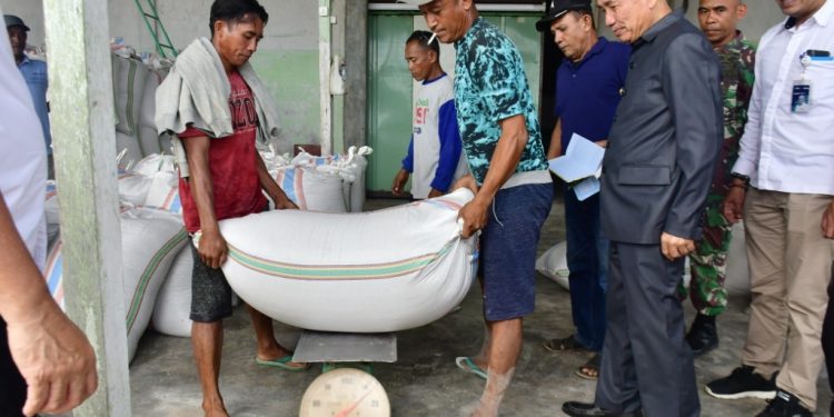 Bupati Saipul Mbuinga Pantau Proses Pembelian Gabah Kering Oleh  Bulog