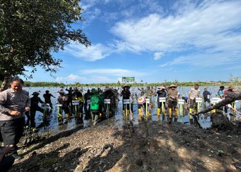 Kodim 1313/PHW Gelar Penanaman Mangrove Sambut HUT TNI ke-80
