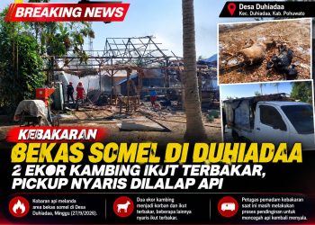 Kebakaran Bekas Somel di Duhiadaa, 2 Kambing Terpanggang dan Pickup Nyaris Terbakar